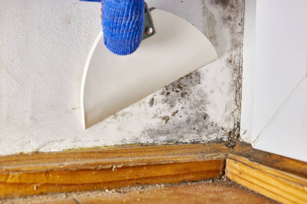 Best Mold Removal for HVAC Installations  in Seminole Manor, FL